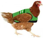 safety chicken.jpg