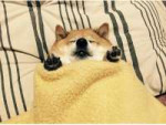 shiburrito[1].jpg