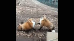 Dat foxies.webm