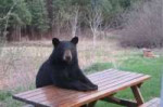 14123719web1181107-ACC-M-Bear-at-table-2.jpg