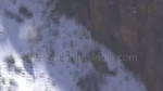 Snow Leopard incredible flight fall and fight - rare footag[...].mp4