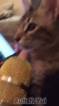 Cat.mp4