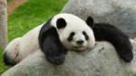 Lazy-Panda-Pictures-Wallpapers-Cute-Animal-Panda-Pictures.jpg