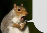 Speechbubble Squirrel.jpg