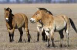 mongolian-horse-1.jpg