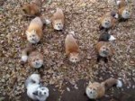 foxsanctuary02.jpg