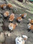 foxsanctuary03.jpg