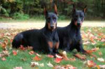 dogs-dobermans-top-hd-widescreen-wallpapers-for-desktop-fre[...].jpg