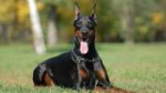 1480615070doberman-dog.jpg