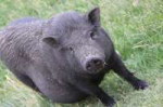 hog-441056960720.jpg