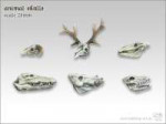 tta600020animal-skull-set.jpg