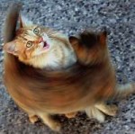 Warp-cat.jpg