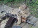 Cat gun.jpg