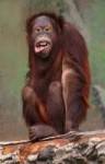 Pongopygmaeus(orangutang).jpg