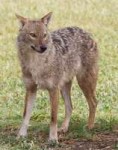 Canisaureus-goldenjackal.jpg