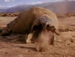 graboid.jpg