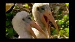 birds.webm