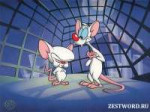 1524061869pinky-and-the-brain.jpg