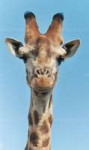 Giraffe01.jpg