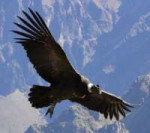 condor-andino-1.jpg