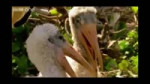 birds.webm