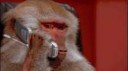 monkeyphone.gif