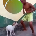 doggodance.webm