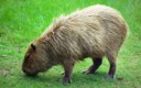 1280px-CapybaraHattiesburgZoo(70909b-42)2560x1600