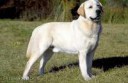 labrador-retriver-1