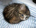 cute-kittens-69-57b32c431e8a7605.jpg