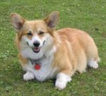 Nice-Fat-Dog-Breeds.jpg