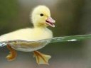 116981-i-love-animals-cute-duck