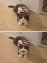 angry-cat