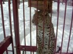 leopard.webm