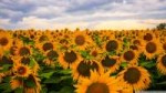 sunflowerfieldcloudssky-wallpaper-1920x1080 (1).jpg