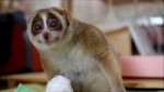 Slow Loris eating Banana.webm