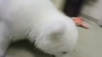 Polar Bear Gets Its Name – Meet Nora!.webm