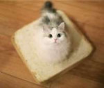 catbread-02-586x500.jpg