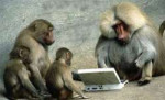 ebeb87b3monkey-manager-laptop-funny.jpeg