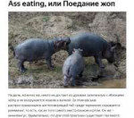 Ass eating- или Поедание жоп - Гей для душа - Яндекс Дзен 1[...].png