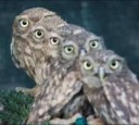 1335295491baby-owls-01.jpg