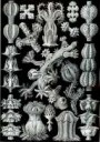 Ernst Haeckel, Gorgonidae.jpg