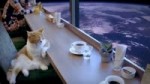 spacecat.webm