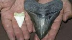 interesting-megalodon47276a72c357f4d3.jpg