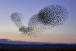 flockofstarlings.jpg